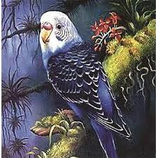 Diamond Art Budgie-Yarrawonga Fun and Games.