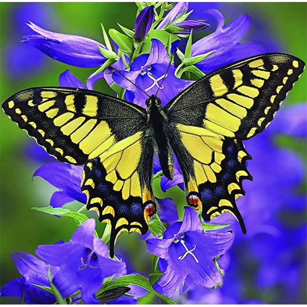 Diamond Art Buttlerfly-Yarrawonga Fun and Games