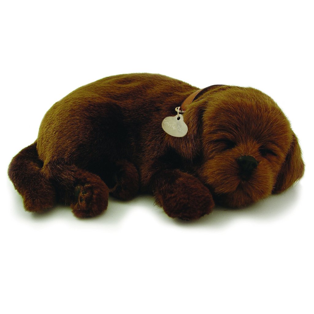 Perfect Petzzz - Chocolate Lab Dog-Yarrawonga Fun and Games