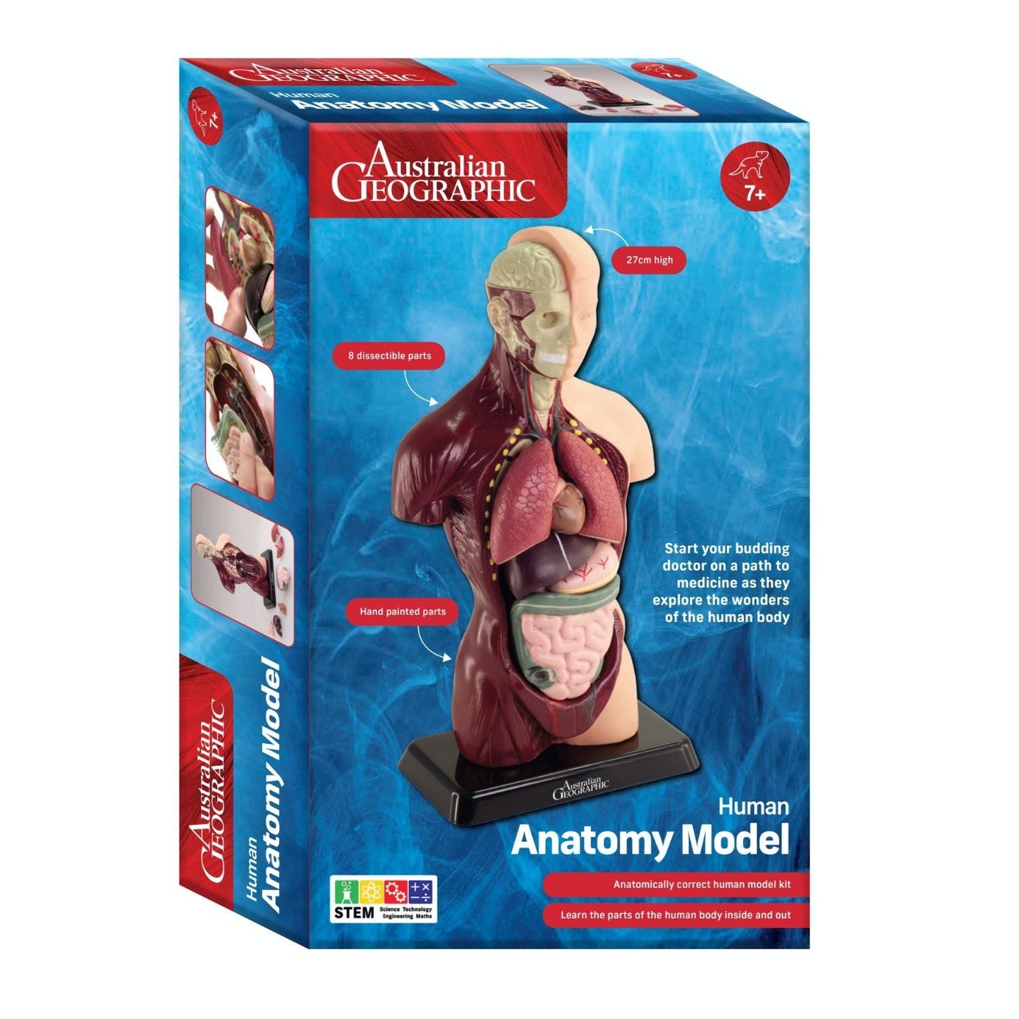 Anatomy Model - Australian Geographic-Yarrawonga Fun and Games