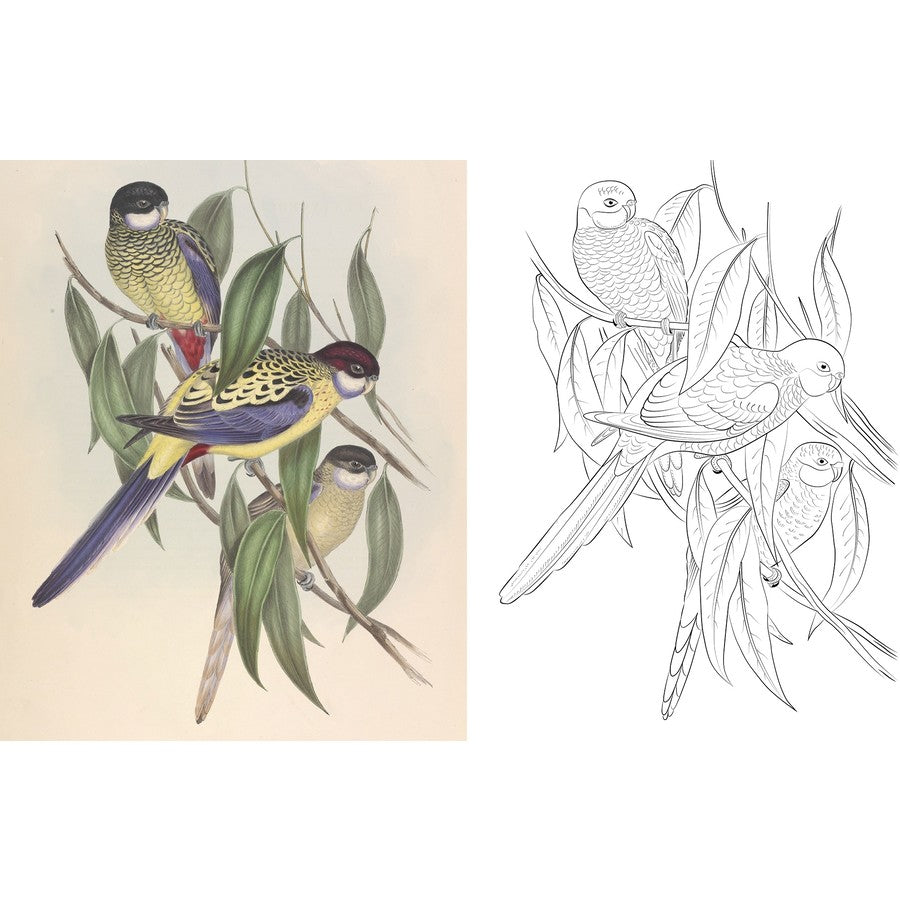 Australian Birds Colouring Book