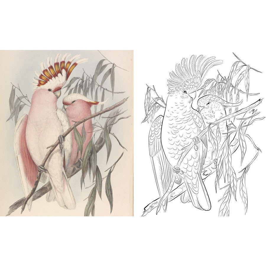Australian Birds Colouring Book