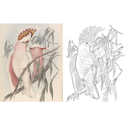 Australian Birds Colouring Book