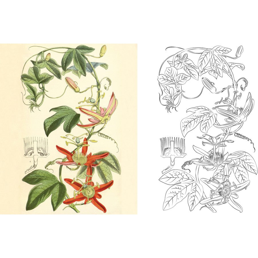 Australian Flowers Colouring Book