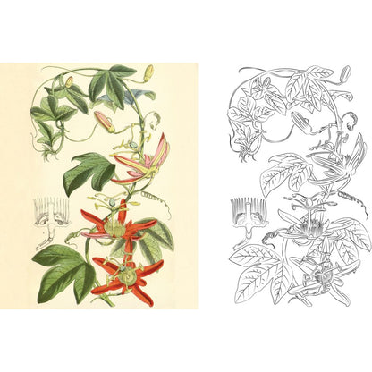 Australian Flowers Colouring Book