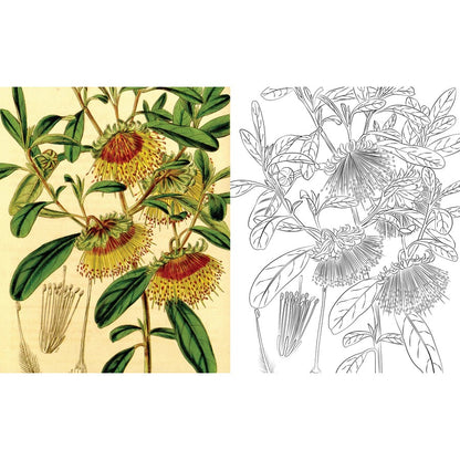 Australian Flowers Colouring Book