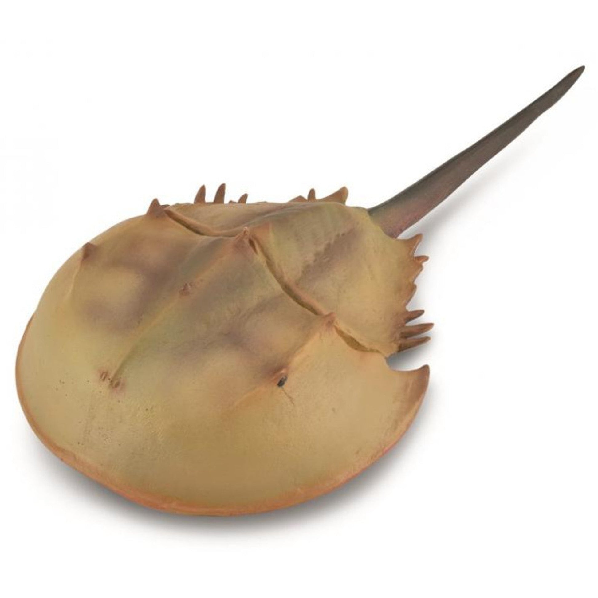 Collecta Horseshoe Crab-Yarrawonga Fun and Games