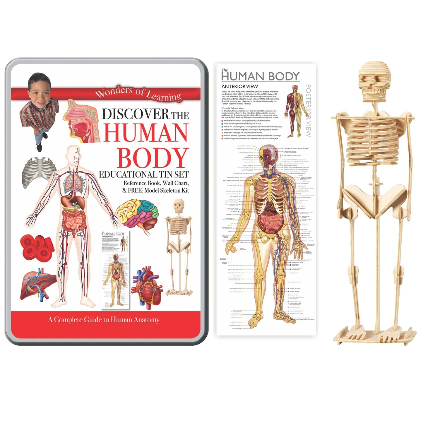 Discover the Human Body-Yarrawonga Fun and Games